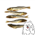 szprotki z logo 3.png